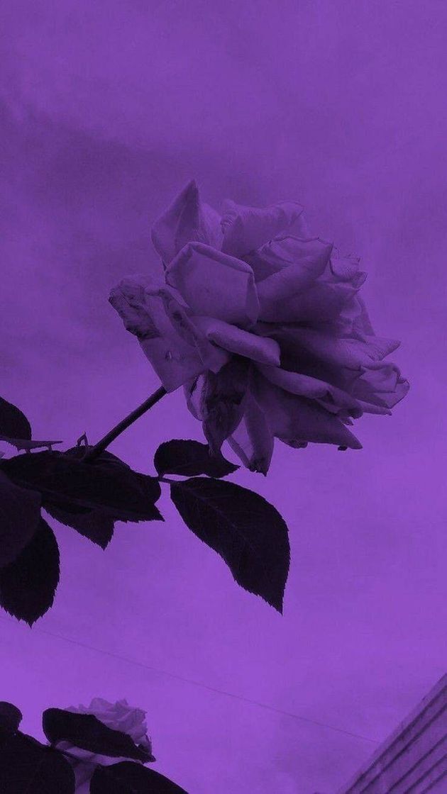Social WALLPAPER