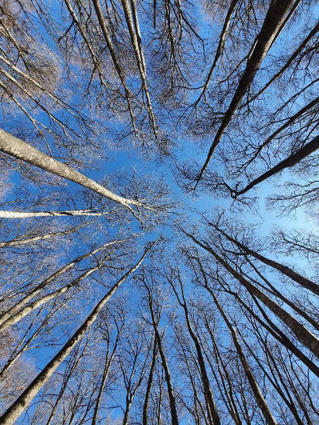 Lugar Fageda d'en Jordà