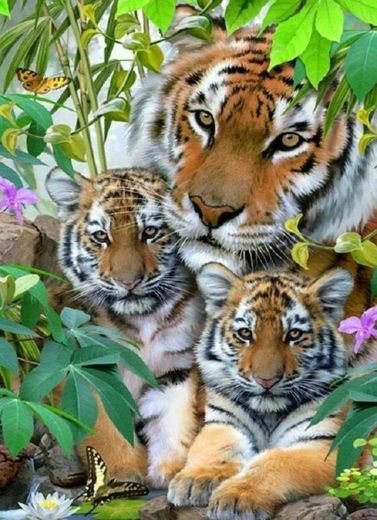 Família de tigres 🐯🐯🐯