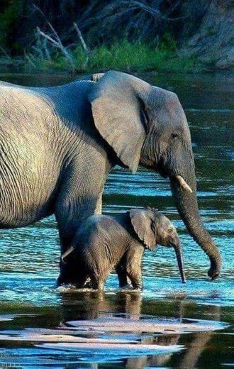 Elefante 🐘