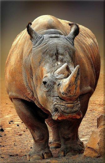 Rinoceronte 🦏