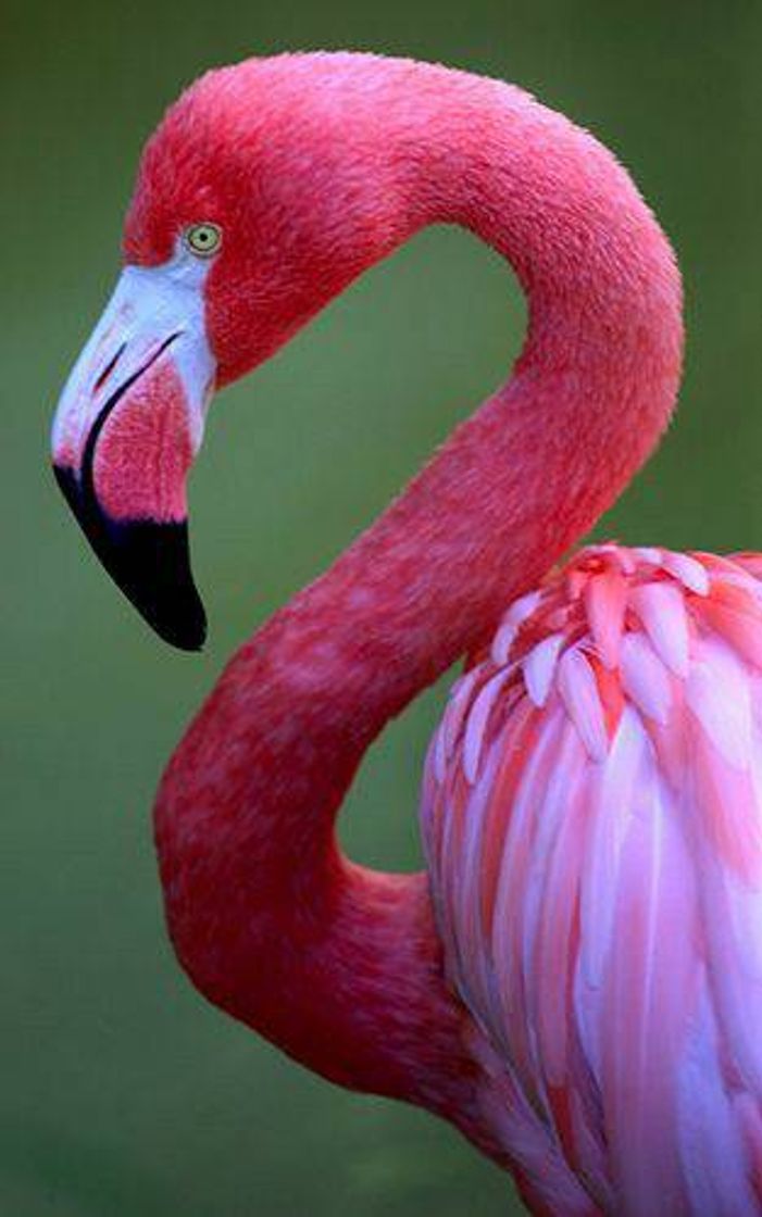 Fashion Pink Flamingo 