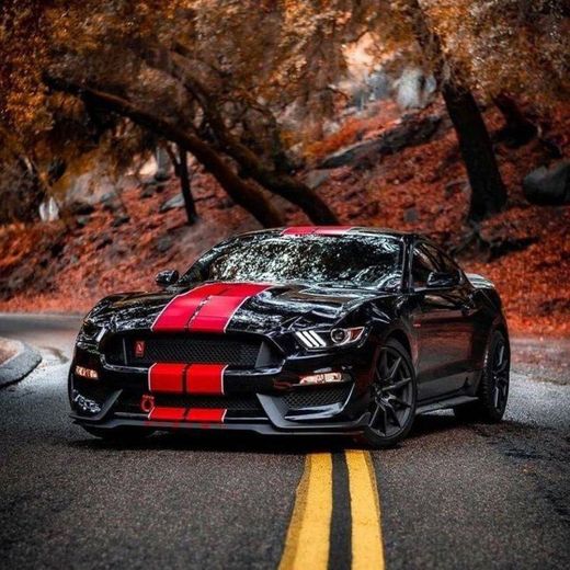 Shelby