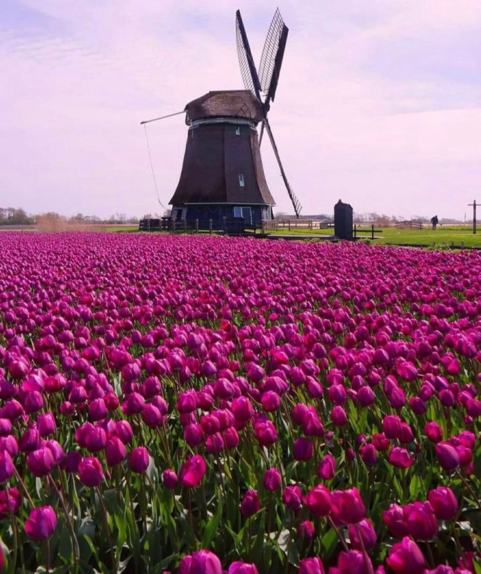 Lugar Holanda