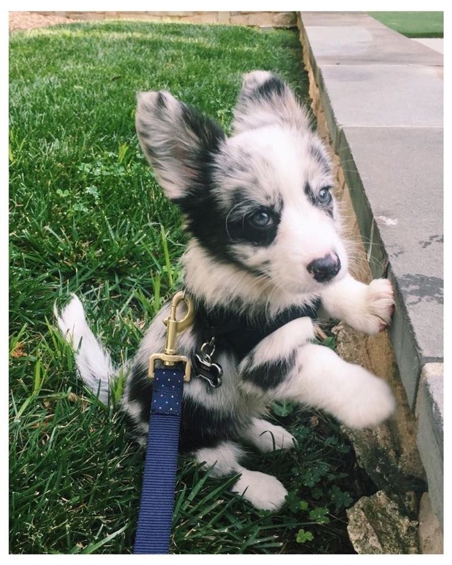 Fashion Corgi 