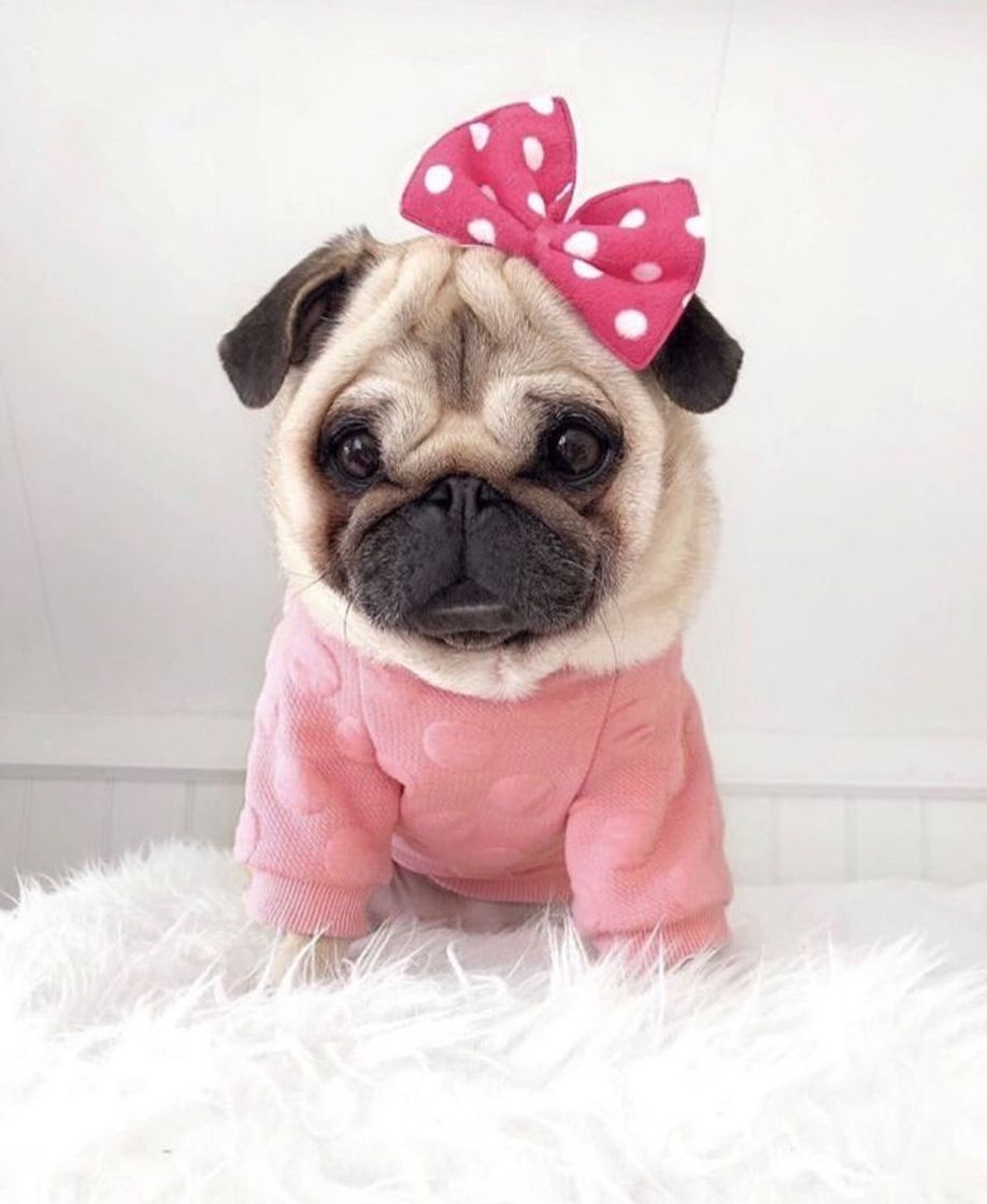 Fashion Pug