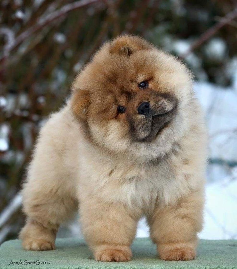 Fashion Chow chow 