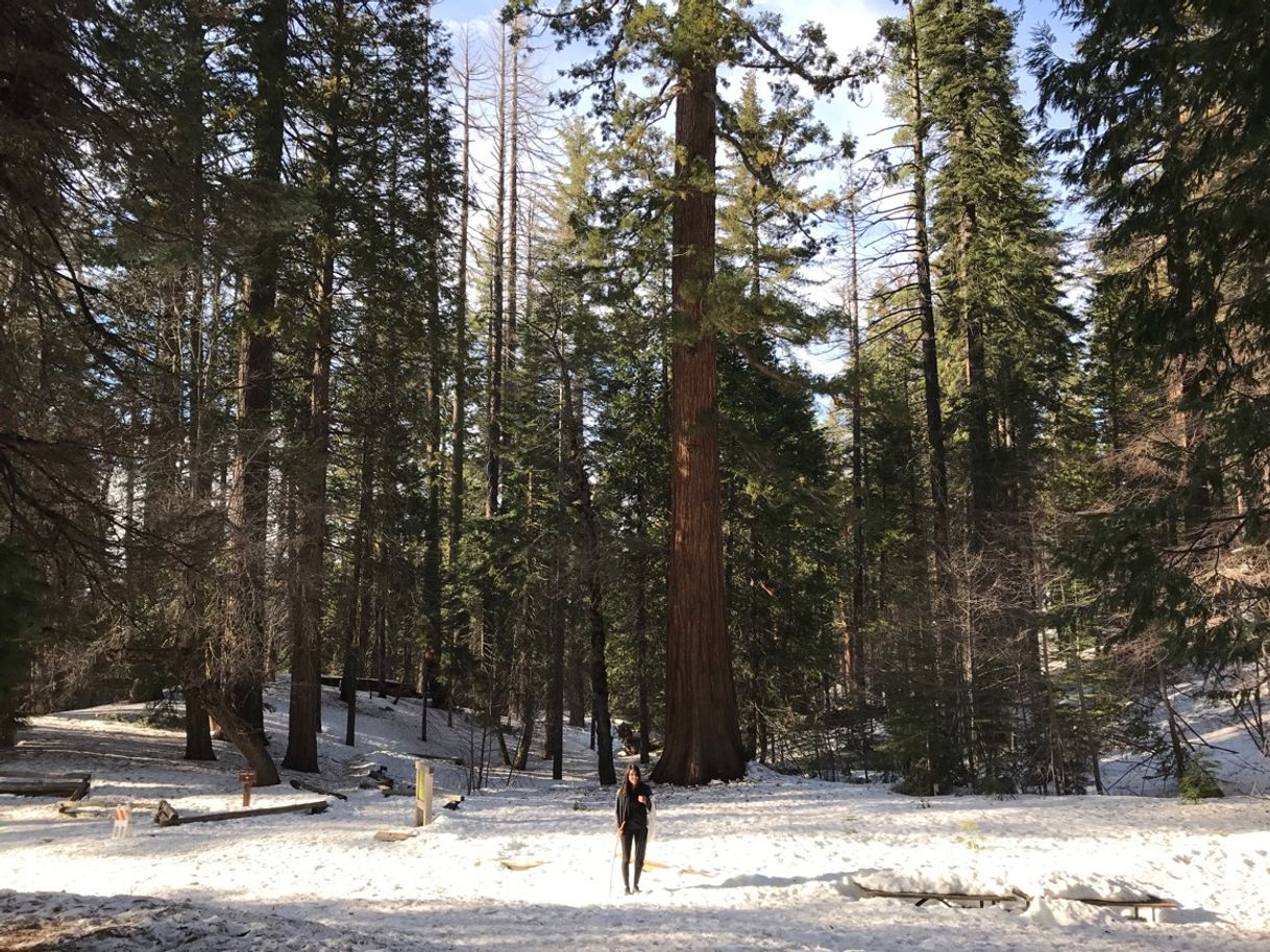 Lugar Tuolumne Grove Trailhead