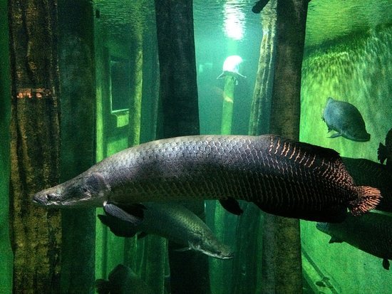 Restaurantes Acuario de Zaragoza