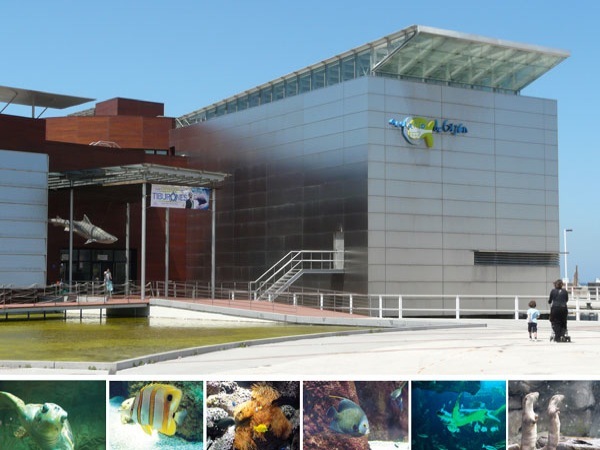 Lugar Acuario de Gijón