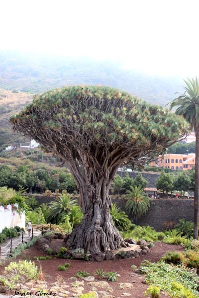 Place Drago Milenario