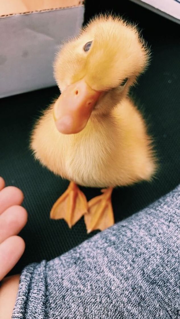 Fashion Patinho 🦆 