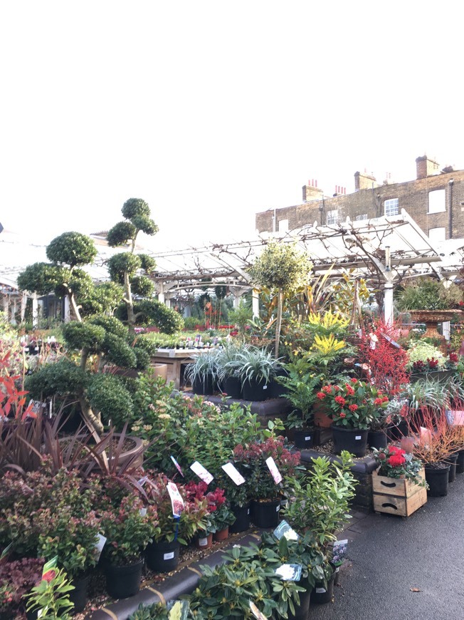 Lugar Clifton Nurseries