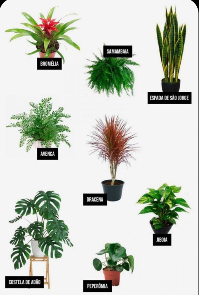 Moda plantas ideais para decoração de casa!🌿✨🌵