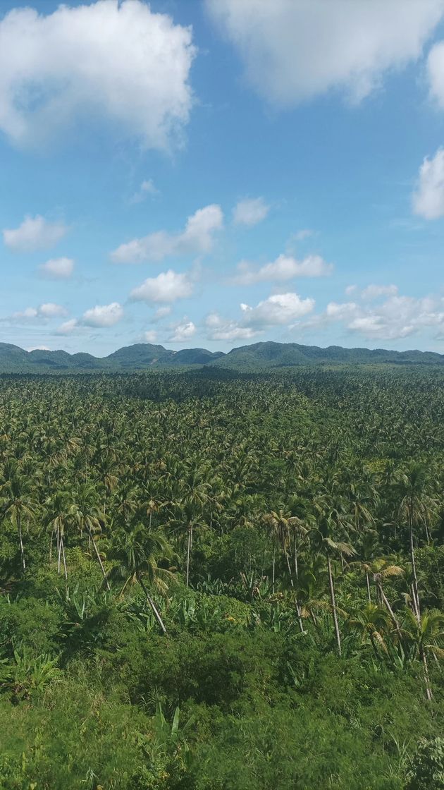 Restaurantes Coconut Trees View Deck