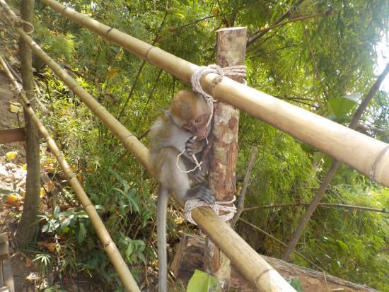 Place Monkey Trail @ Centara Grand, Ao Nang