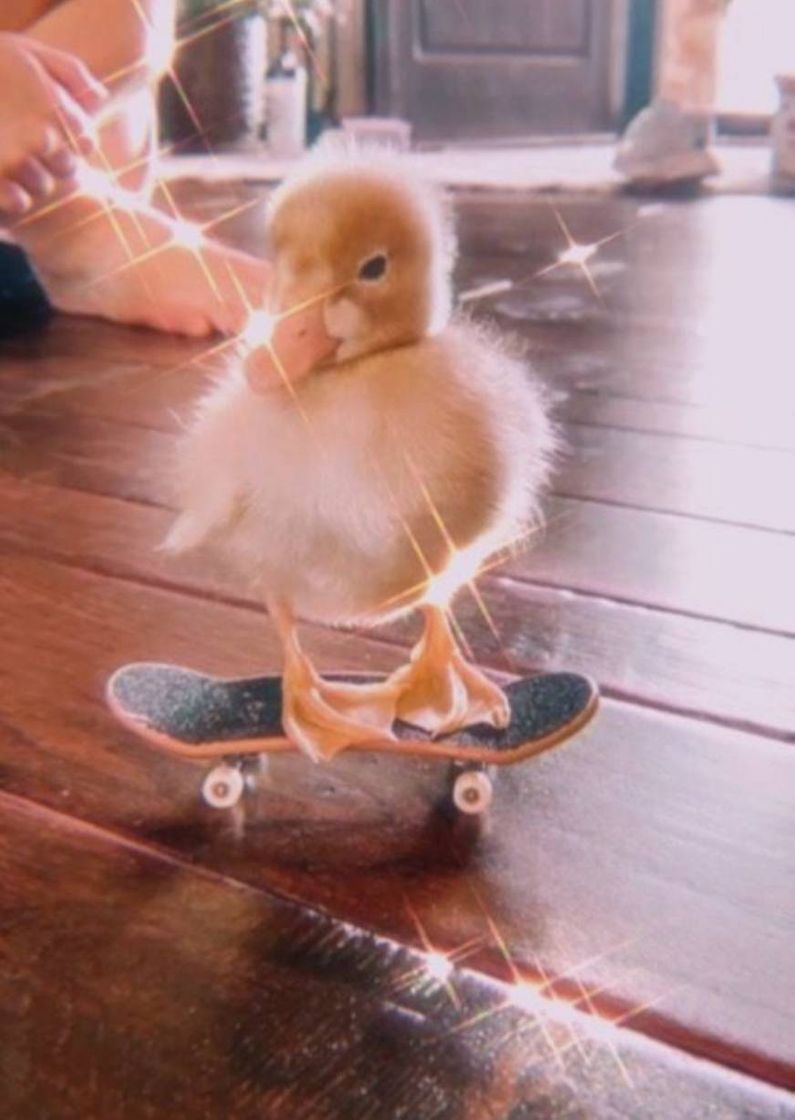 Fashion Skater Duck 🦆🛹