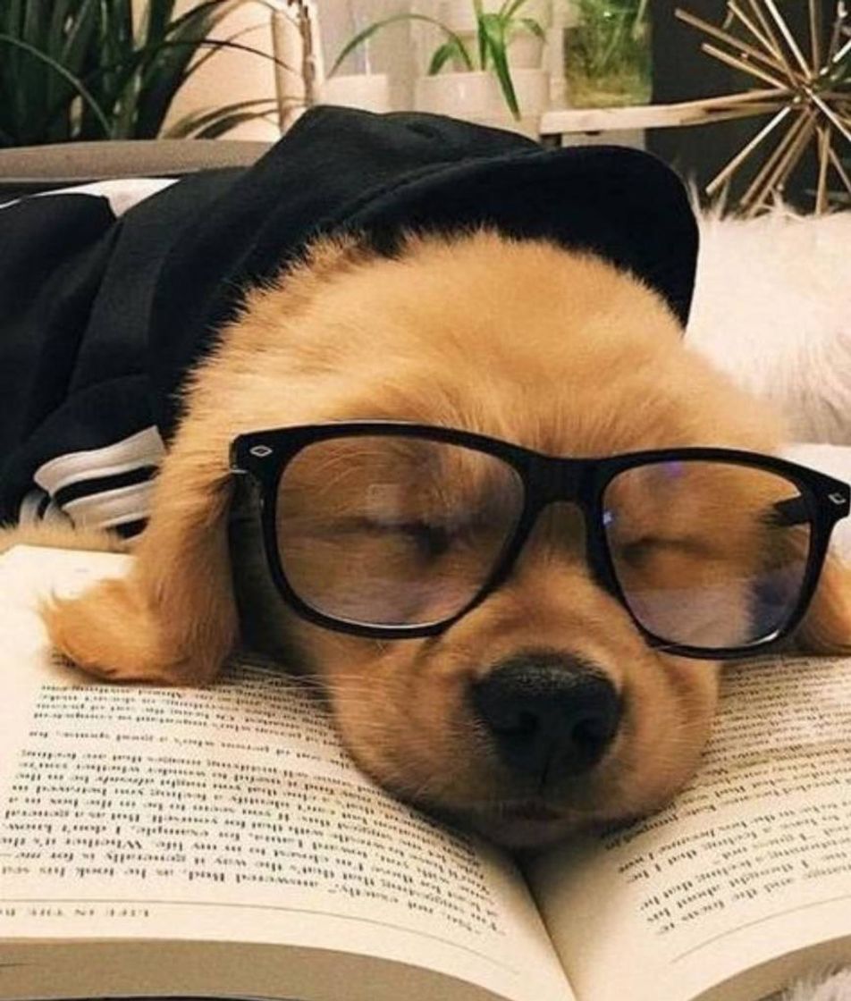 Fashion Studious Dog 🐶📚