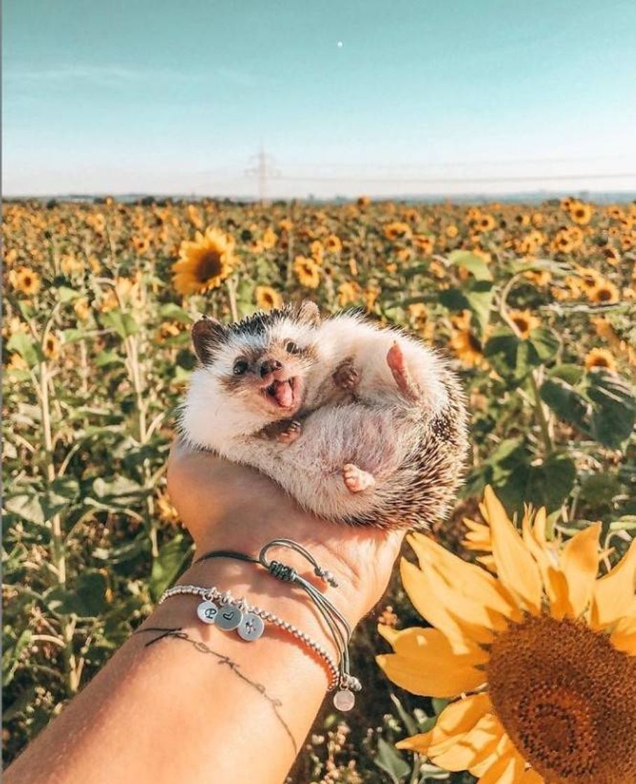 Fashion Hedgehog Of Sunflowers 🦔🌻