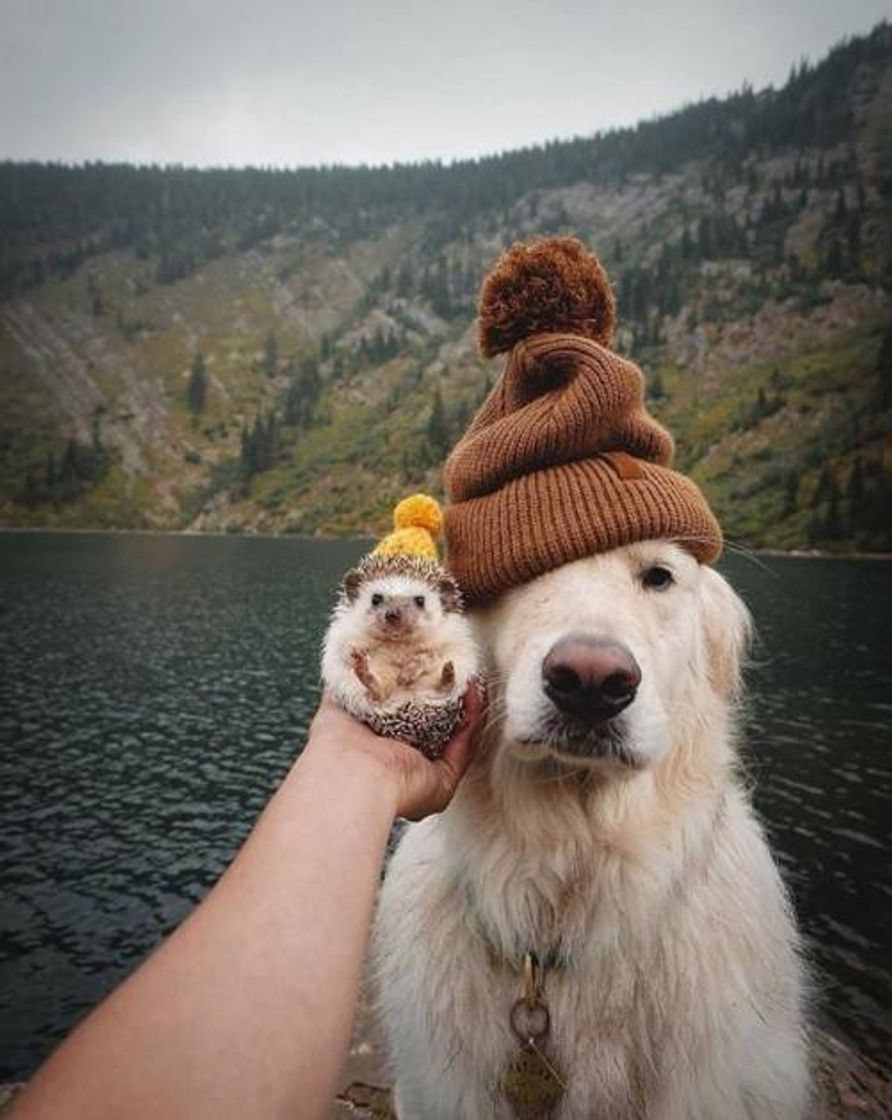 Fashion Winter Friends 🐶🦔❄️