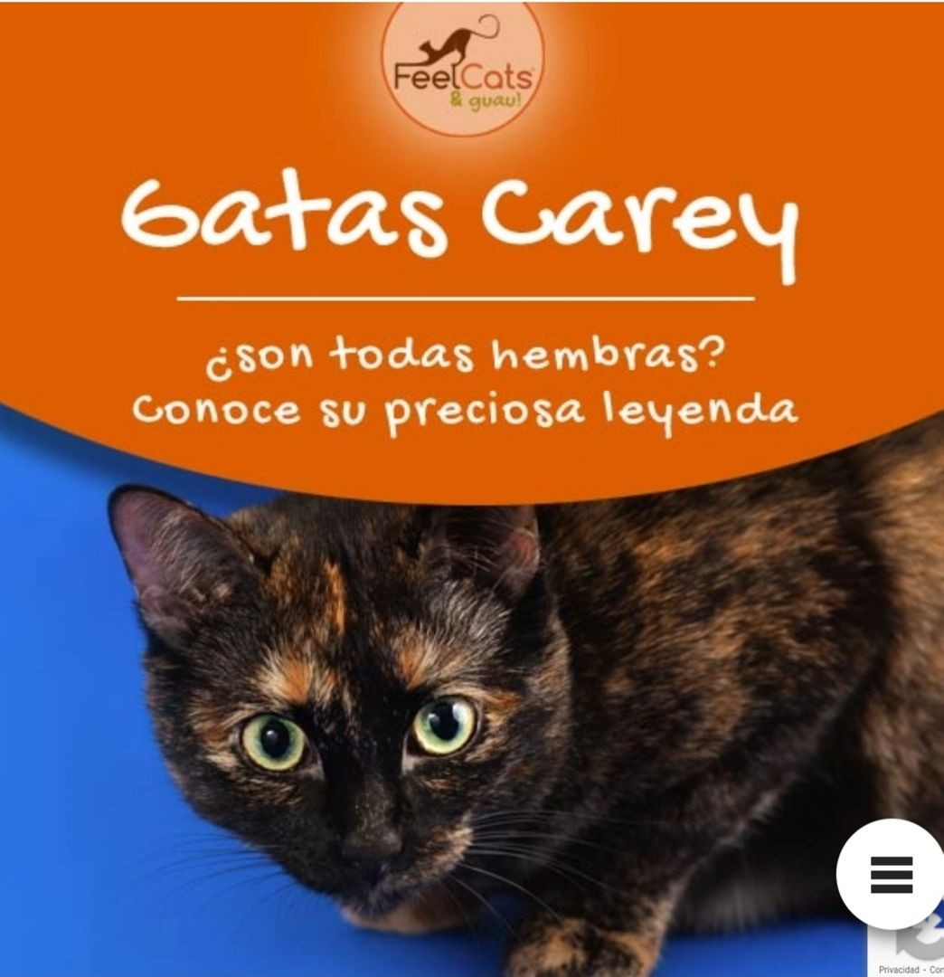 Moda Gatita carey