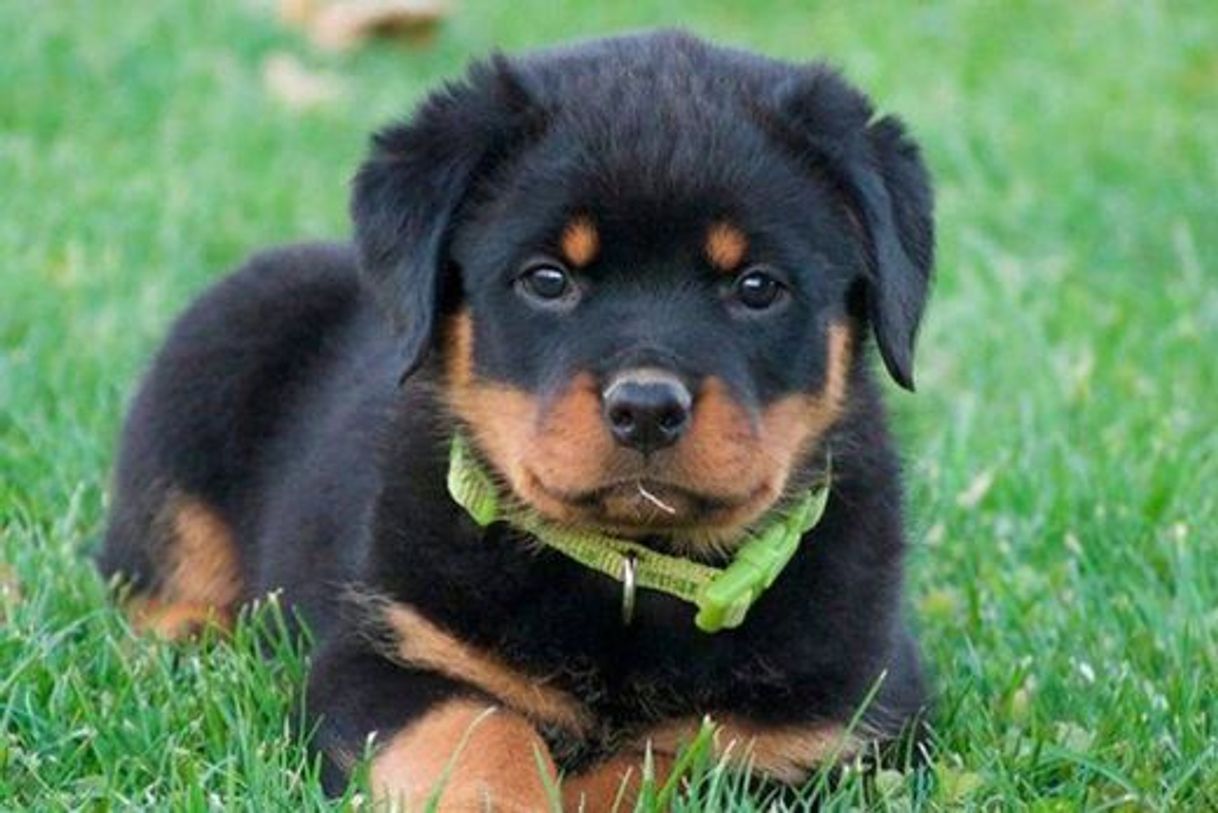 Moda Rottweiler 