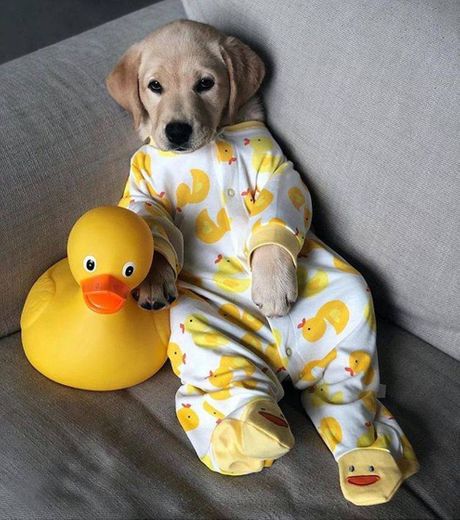 Cachorrinho de pijama 