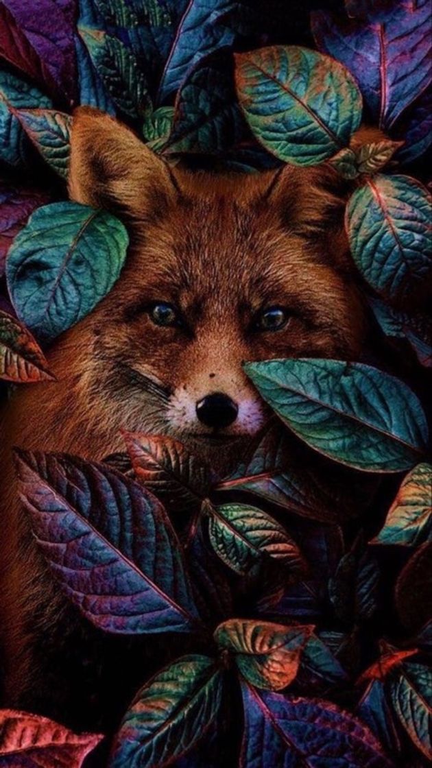 Social Wallpaper 