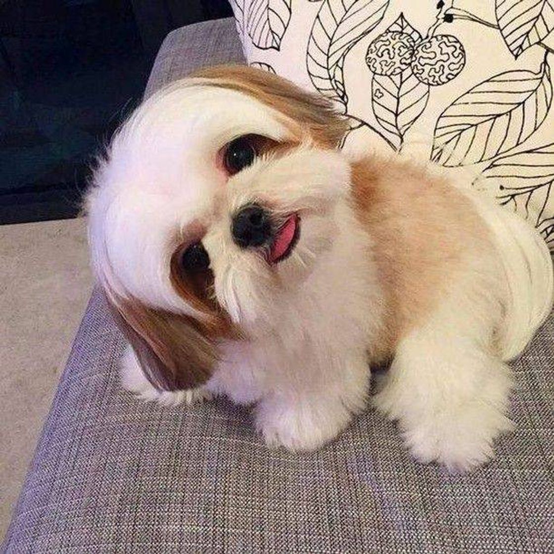 Social Cachorro fofo