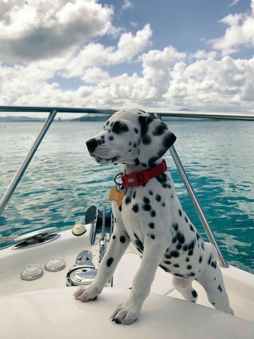 Fashion Dalmatian Dog