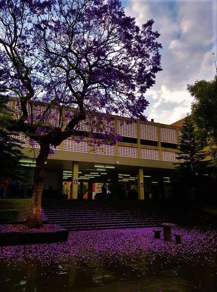 Lugar UNAM Escuela Nacional Preparatoria Plantel 8 Miguel E. Schulz