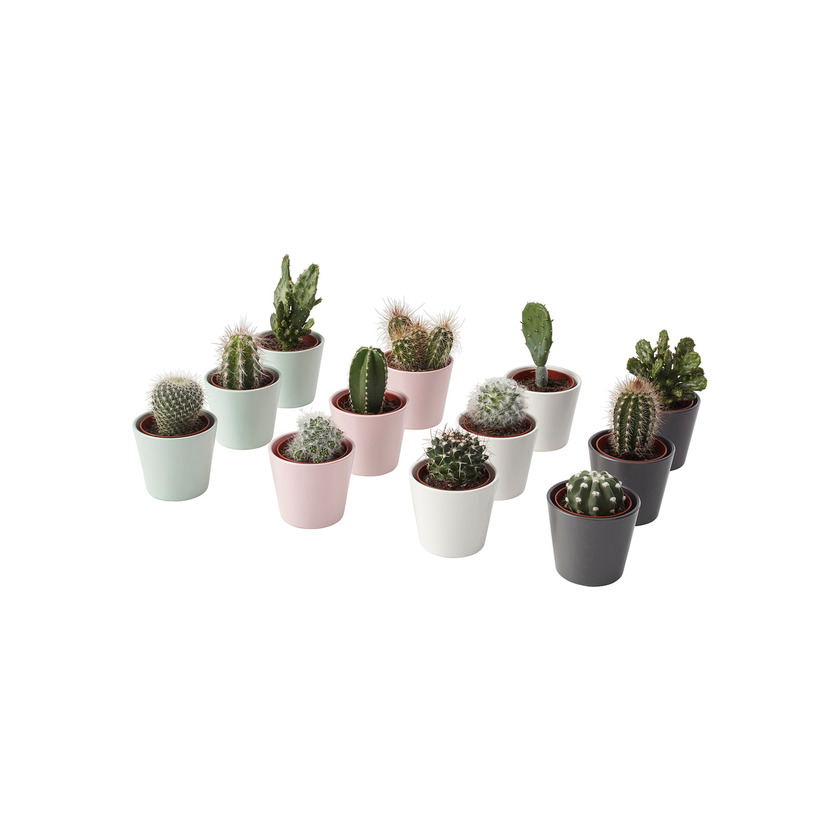 Product Pack 3 cactus mini