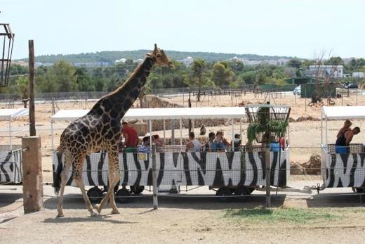 Safari Zoo