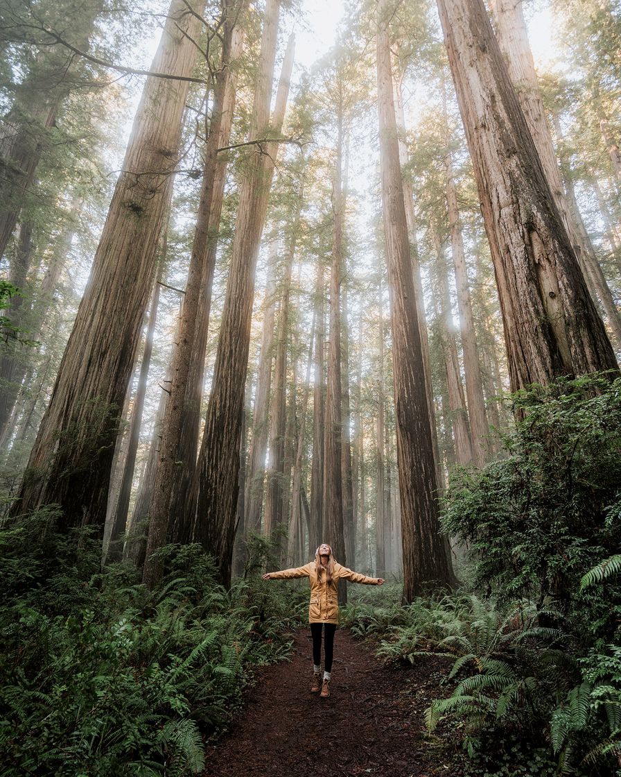 Place Parque Nacional Redwood