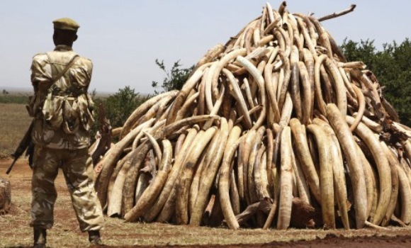 Fashion Tras el rastro del marfil, guerra a los cazadores furtivos en África