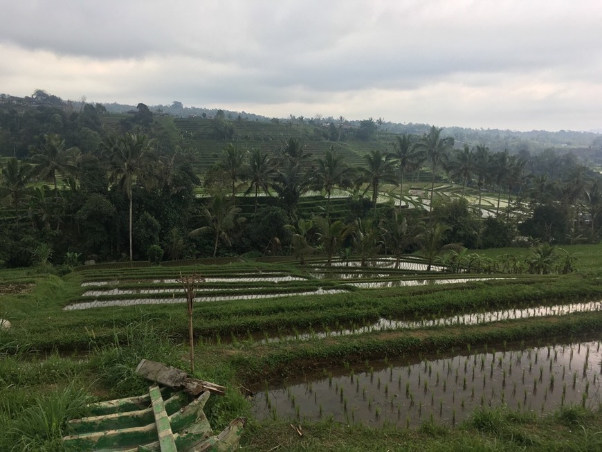 Lugar Jatiluwih Rice Terraces