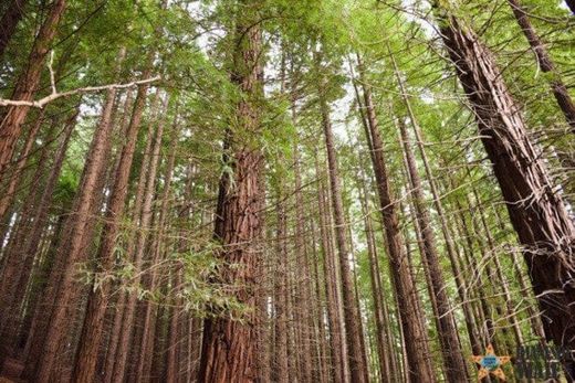 Bosque De Secuoyas