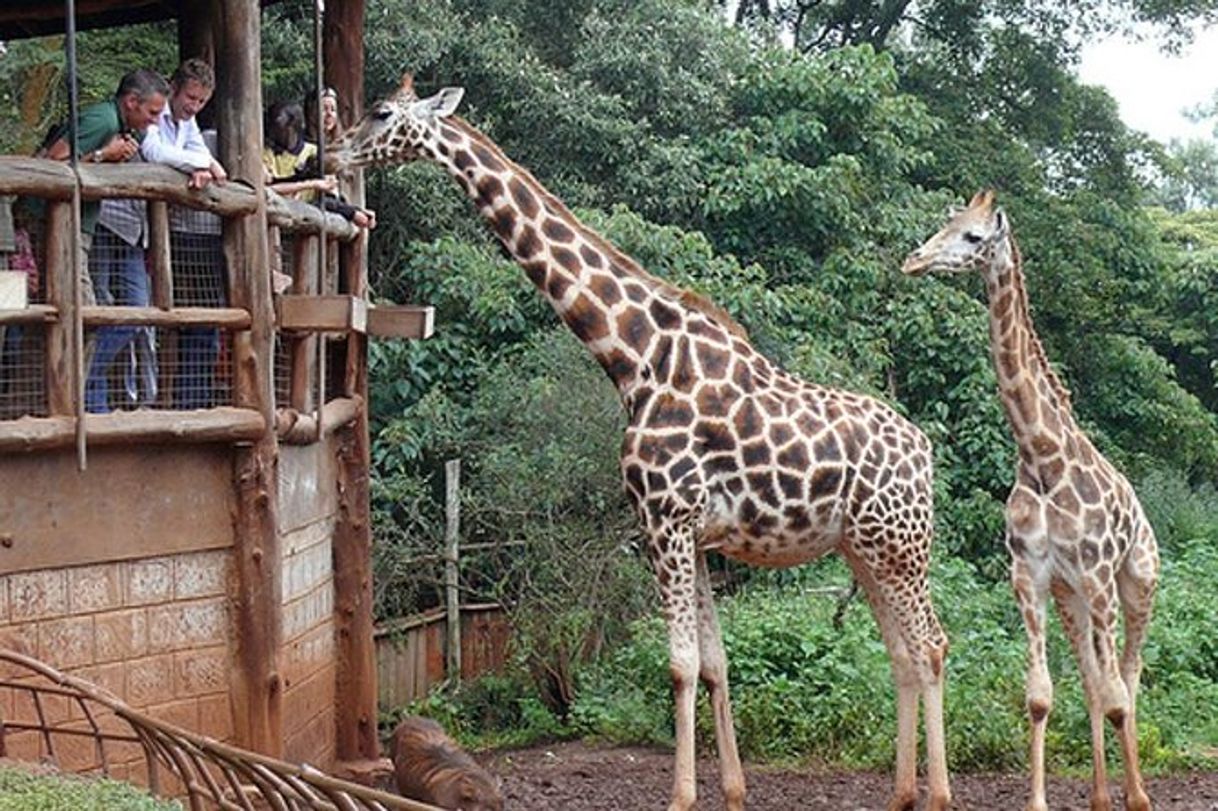 Lugar Giraffe Manor