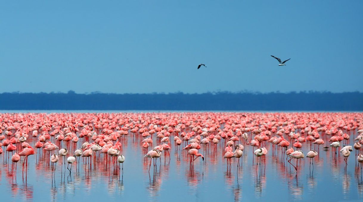 Lugar Lago Nakuru