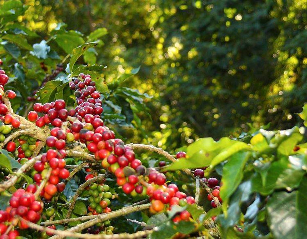 Lugar Coffee farm