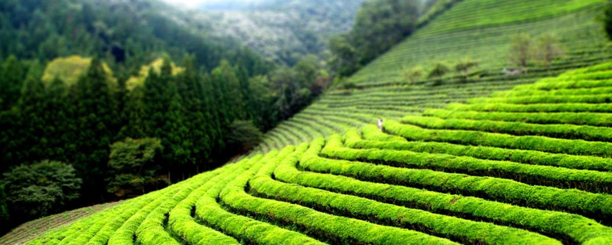 Lugar Tea Farm