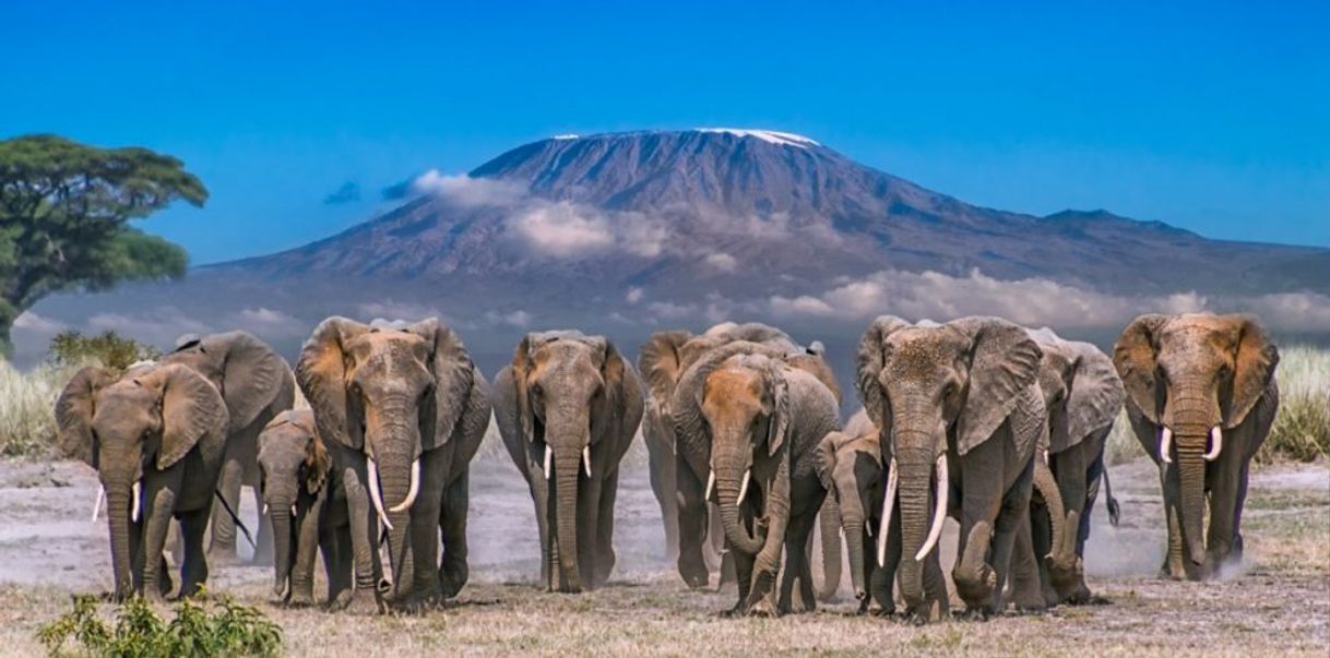 Lugar Amboseli National Park