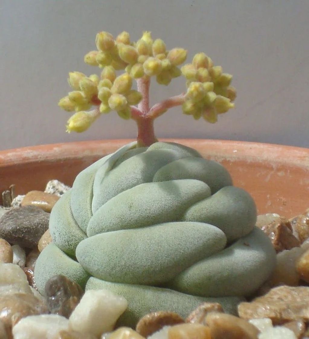 Moda suculenta haworthia o de vidro 