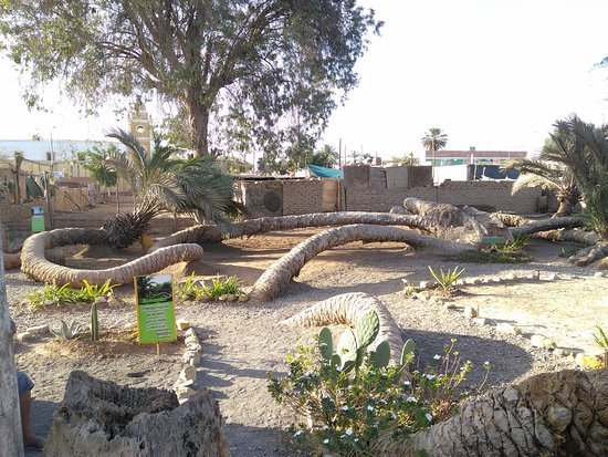 Place Palmera de 7 cabezas