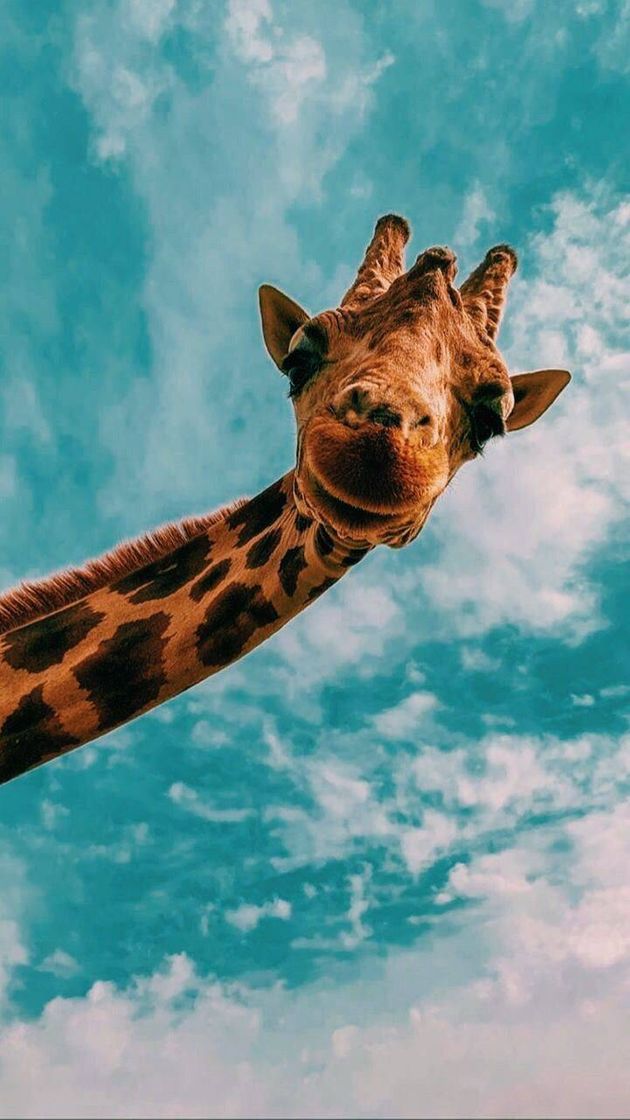 Fashion WALLPAPER BLUE 💙 (GIRAFA)🦒💙