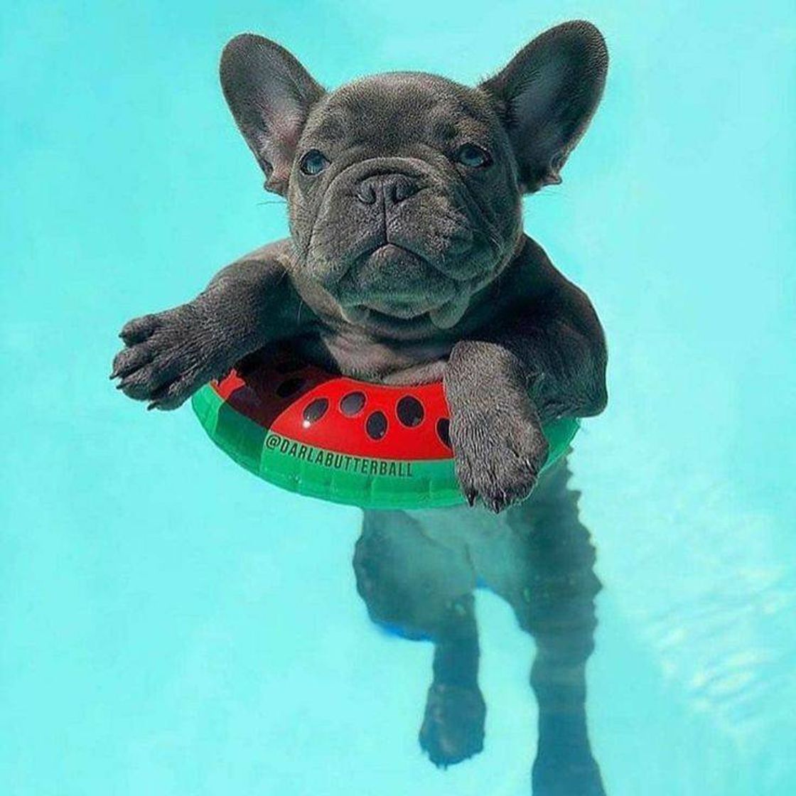 Fashion Bulldog na piscina