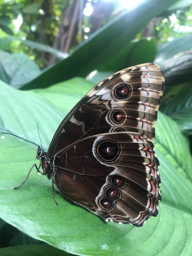 Lugar Mariposario