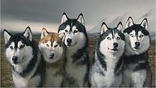 Moda Husky siberiano - Wikipedia, la enciclopedia libre