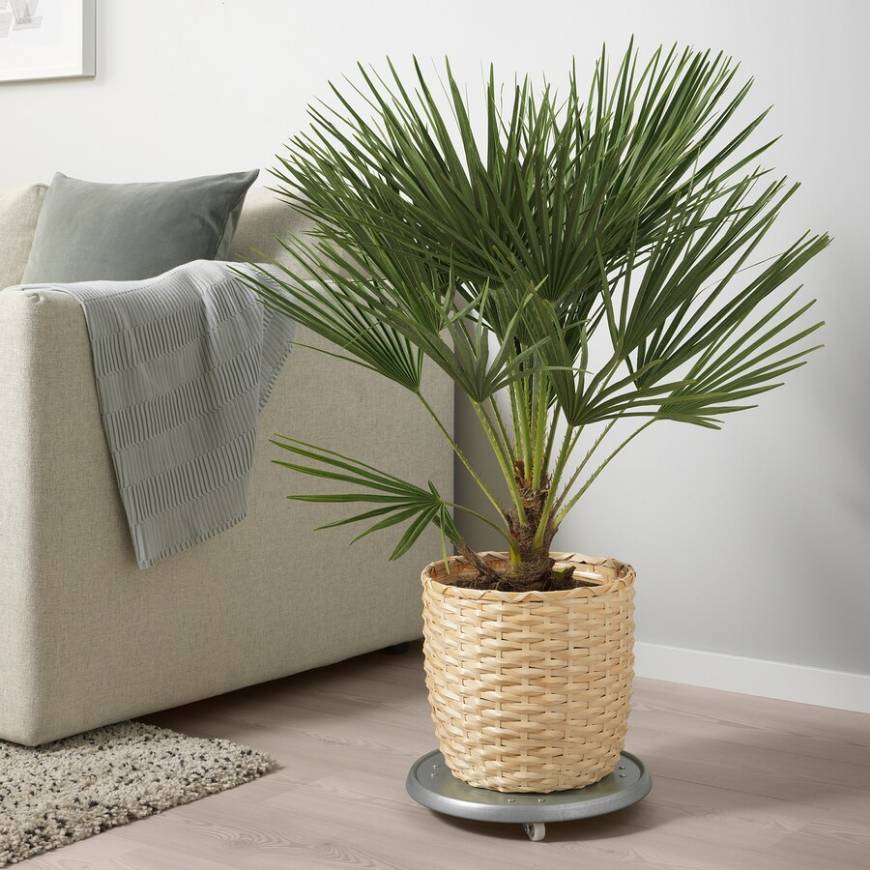 Social Vaso de bambu