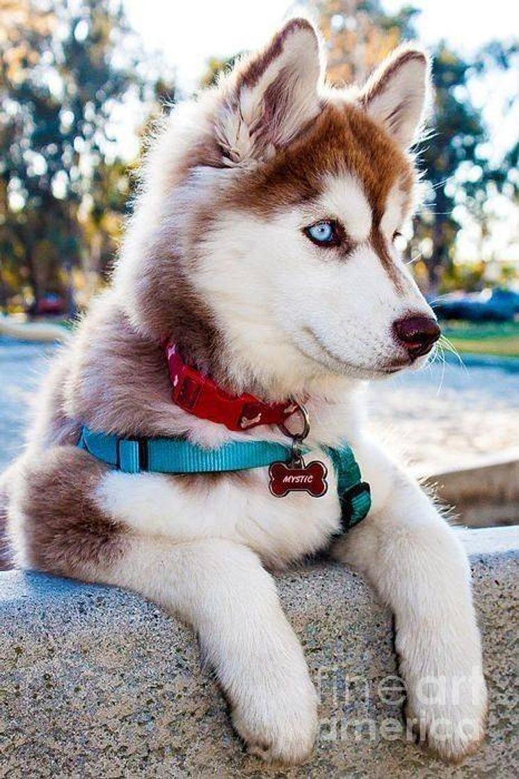 Fashion Husky